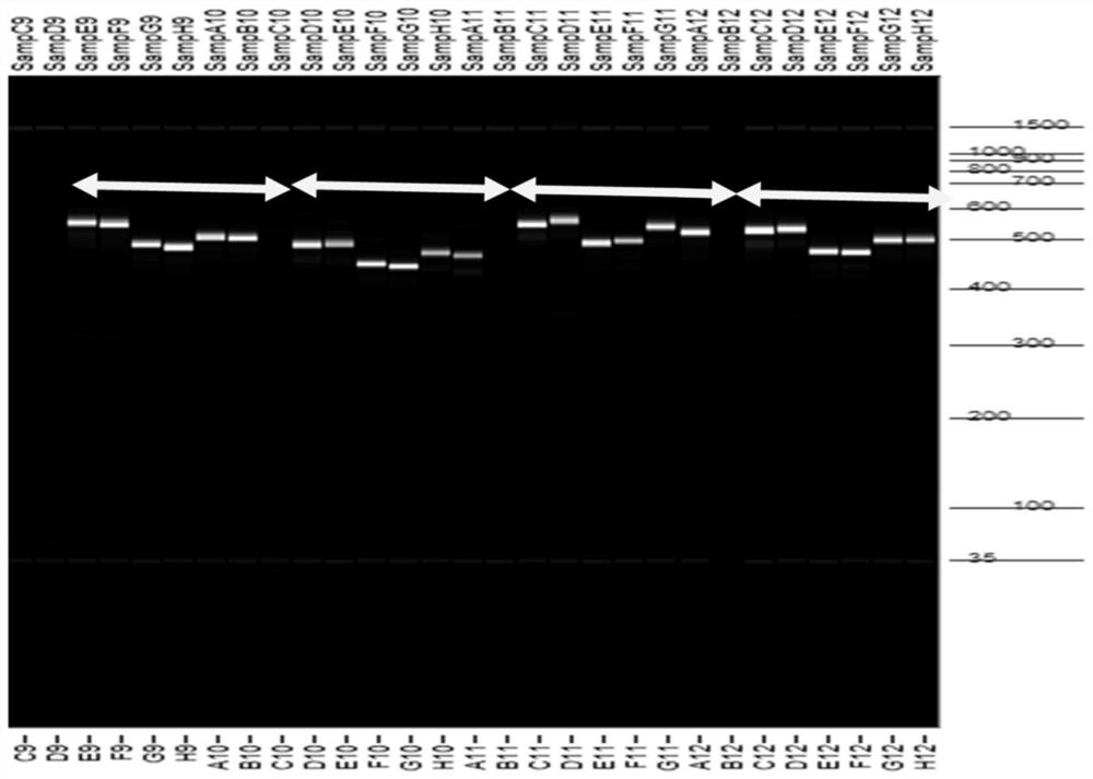 Chloroplast molecular marker primers, and application thereof in early identification of seed sources of tobacco varieties