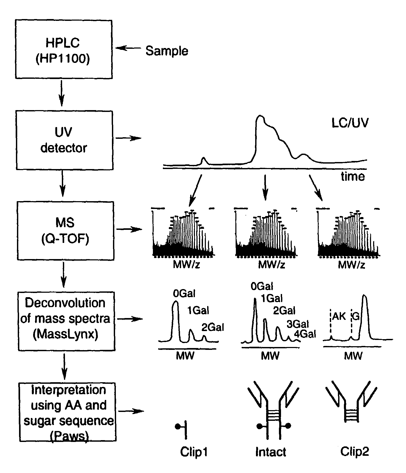 LC/MS method of analyzing high molecular weight proteins