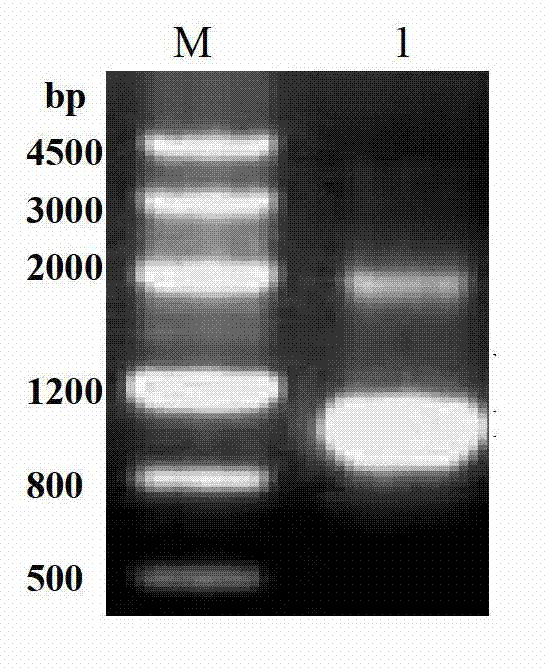 Recombined vessel endothelium growth factor receptor, encoding genes thereof and application