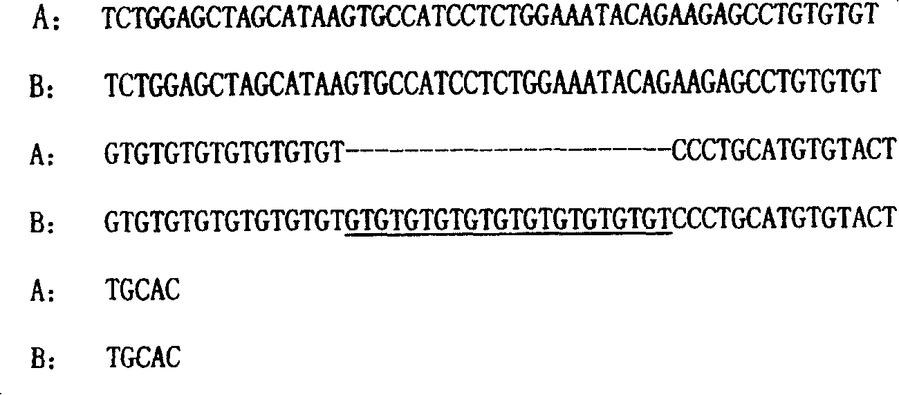 Molecular marker of Wuzhishan pig and its application