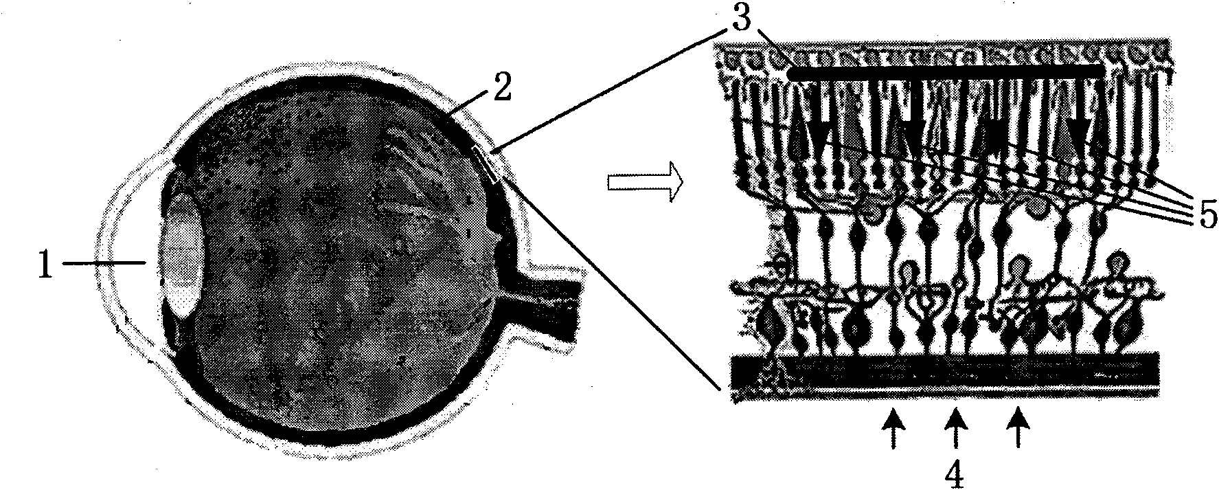 Artificial retina electrostimulation pixel circuit applied to visual function restoration