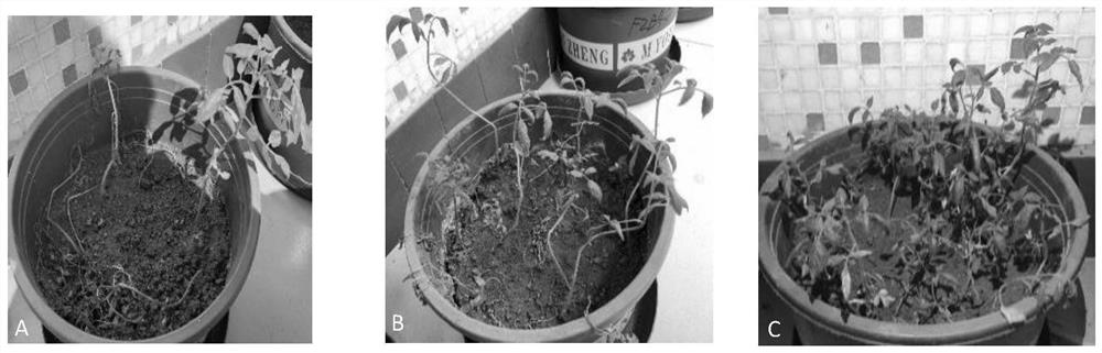 Pseudomonas sp. and application thereof in prevention and control on bacterial wilt of solanaceae crops