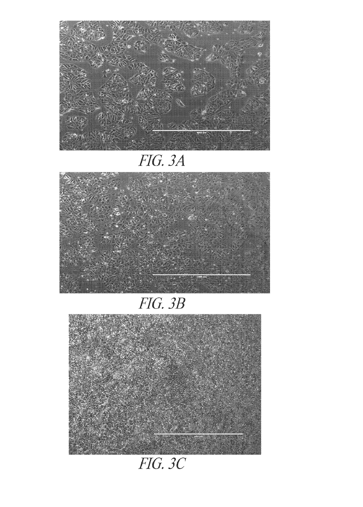 Methods and compositions for inducing hematopoietic cell differentiation