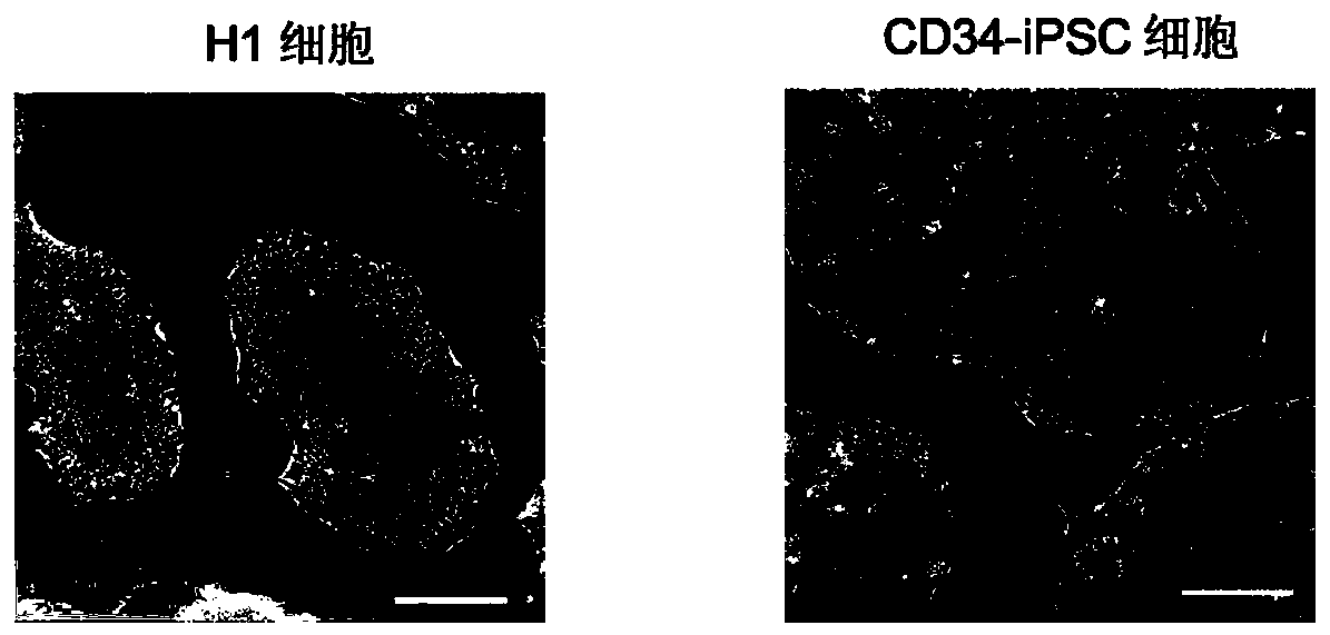 Method for disintegrating human pluripotent stem cells into macrophages