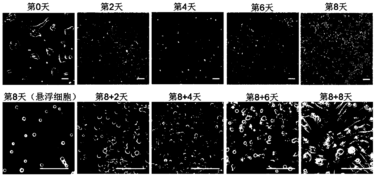 Method for disintegrating human pluripotent stem cells into macrophages