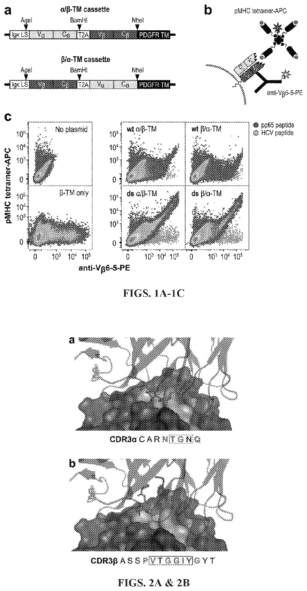 High affinity engineered t-cell receptors targeting cmv infected cells