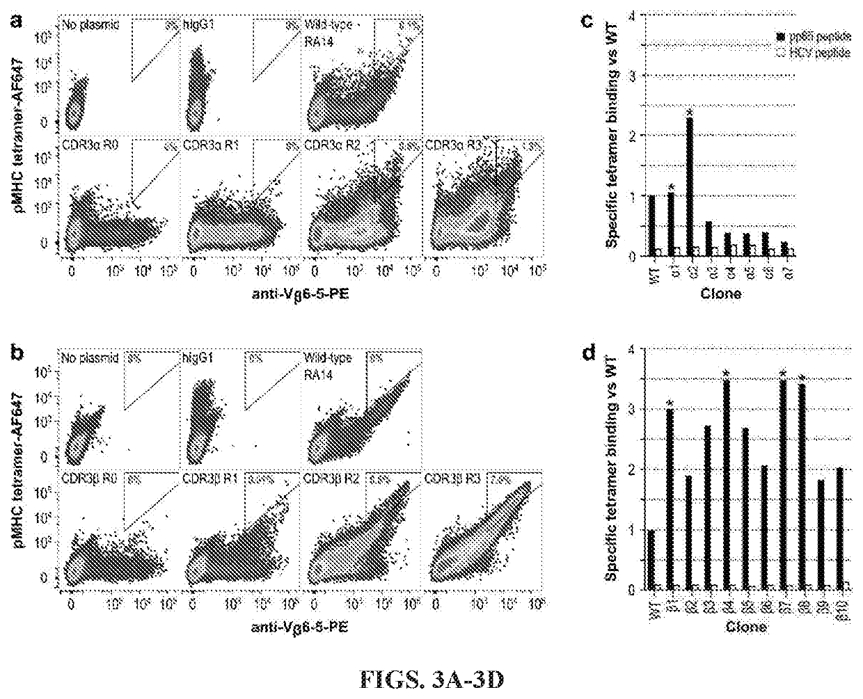 High affinity engineered t-cell receptors targeting cmv infected cells