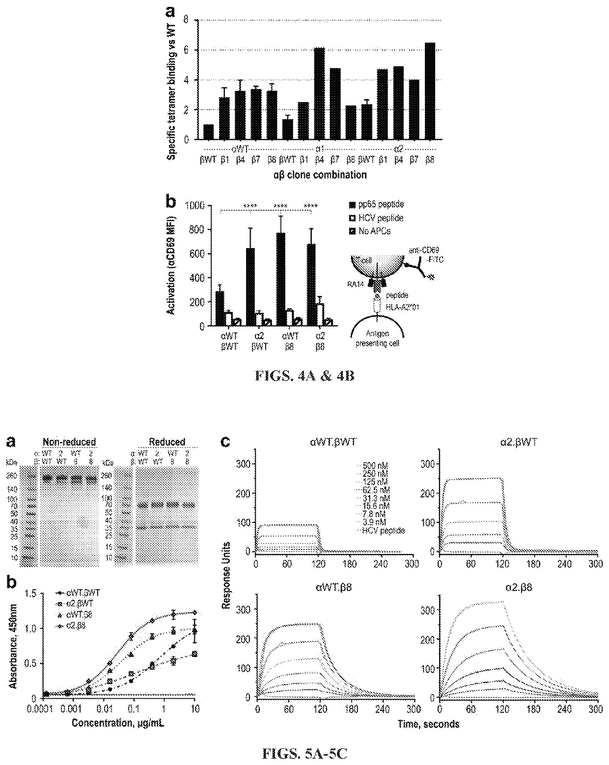 High affinity engineered t-cell receptors targeting cmv infected cells