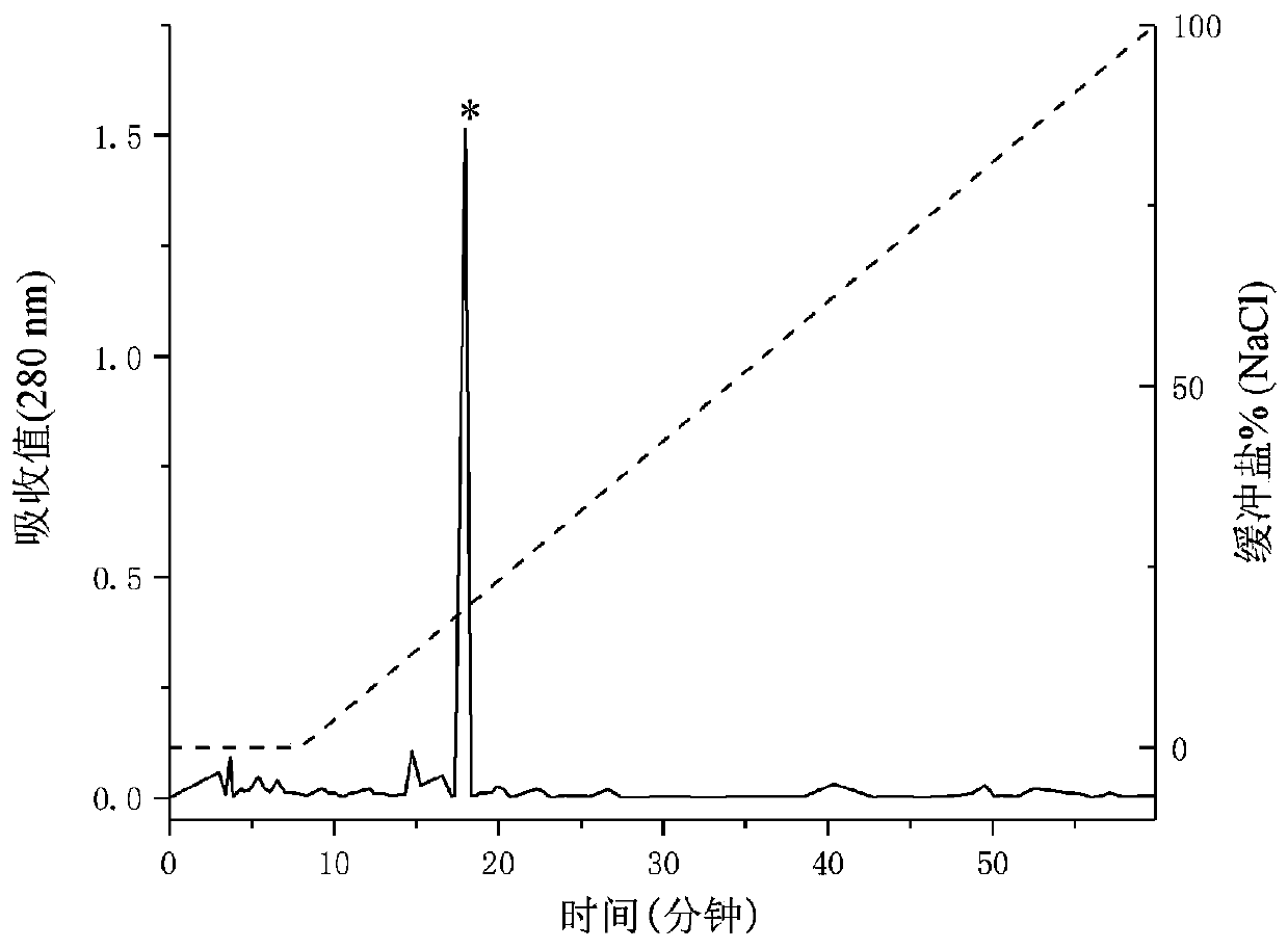 Vespa magnifica peptide WVD-I, and preparation method and applications thereof