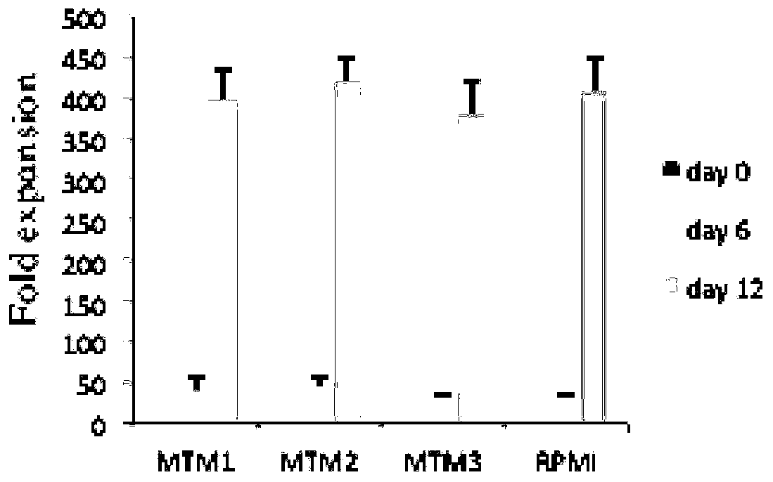 Improved RPMI1640 culture medium and application thereof