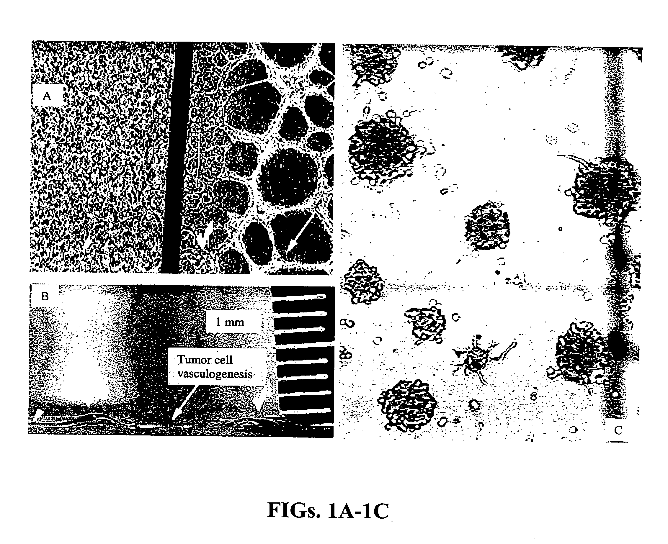 Methods and compositions related to a matrix chip