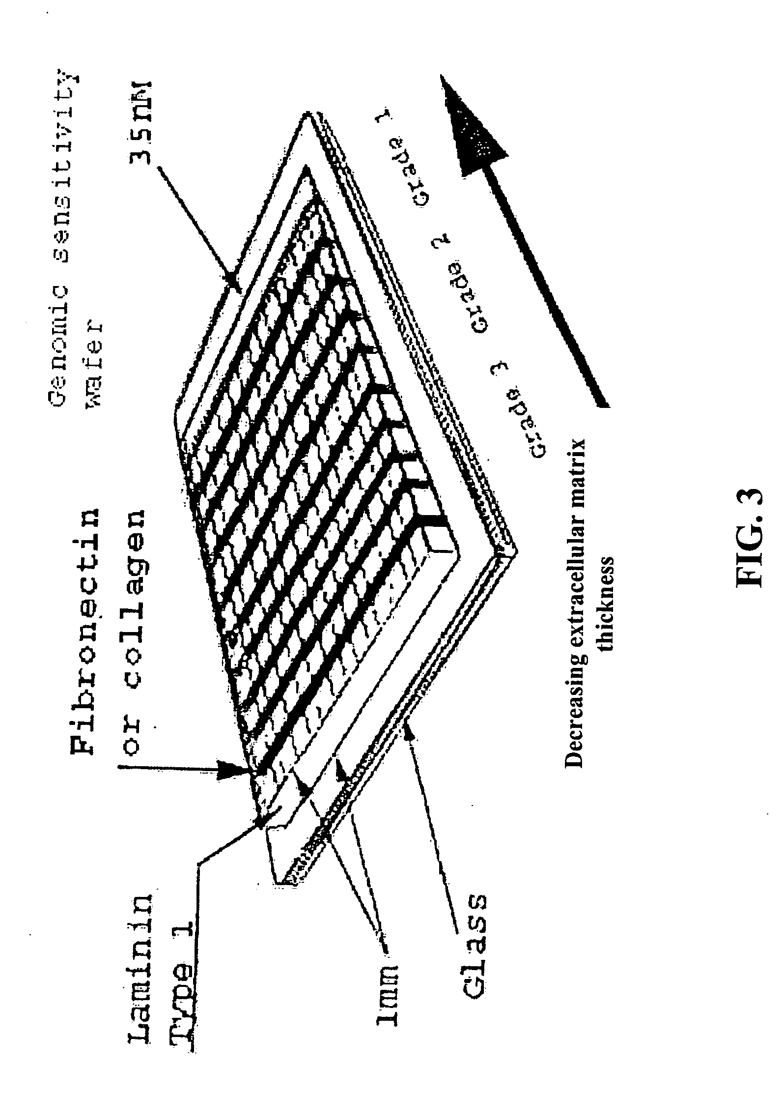 Methods and compositions related to a matrix chip