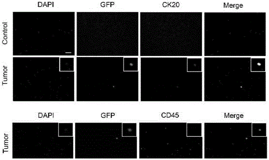 Separation and detection methods of circulating tumor cells