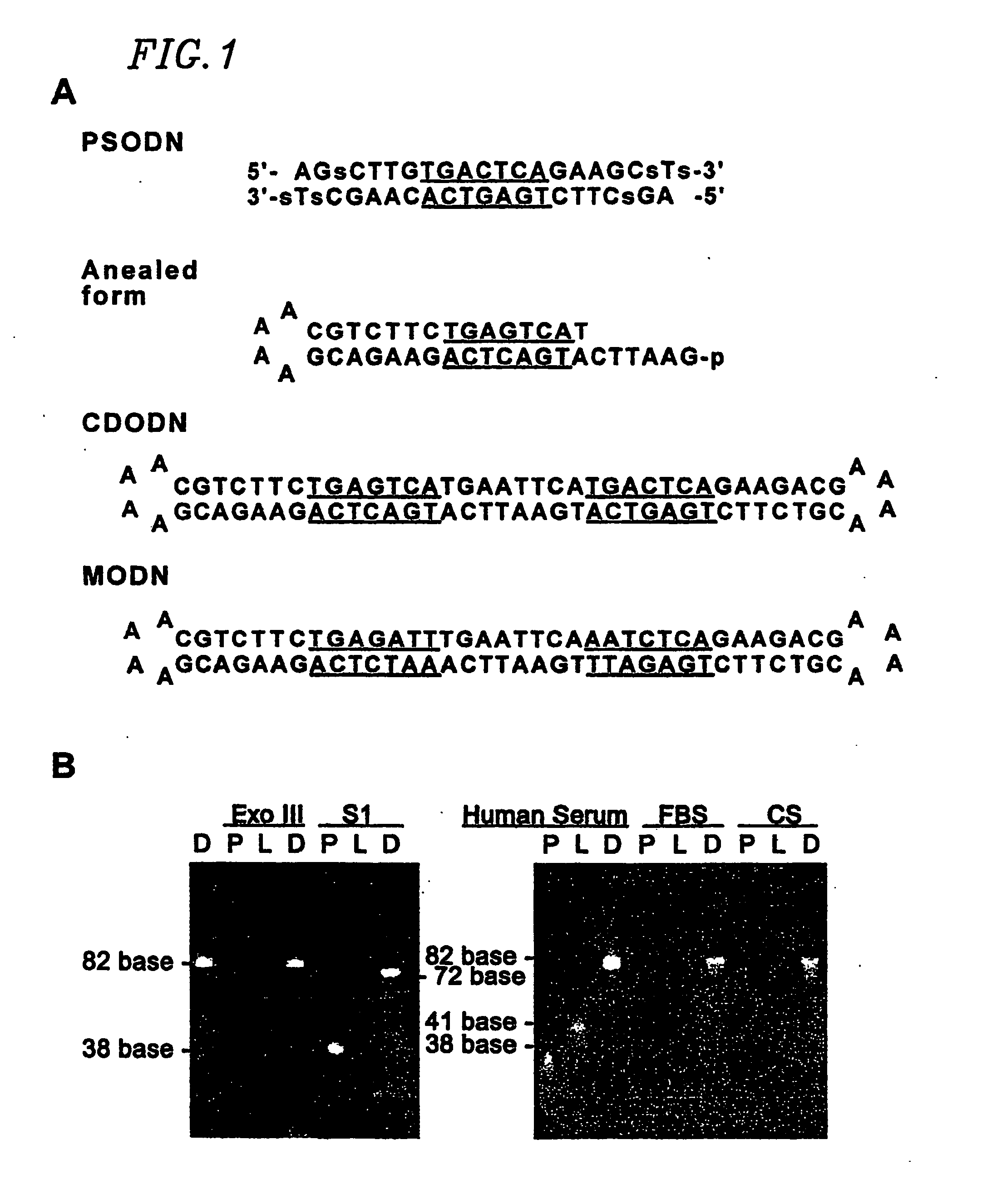 Circular dumbbell decoy oligodeoxynucleotides (cdodn) containing dna bindings sites of transcription