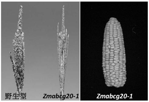 Application of corn gene ZmABCG20 in regulating male fertility of crops