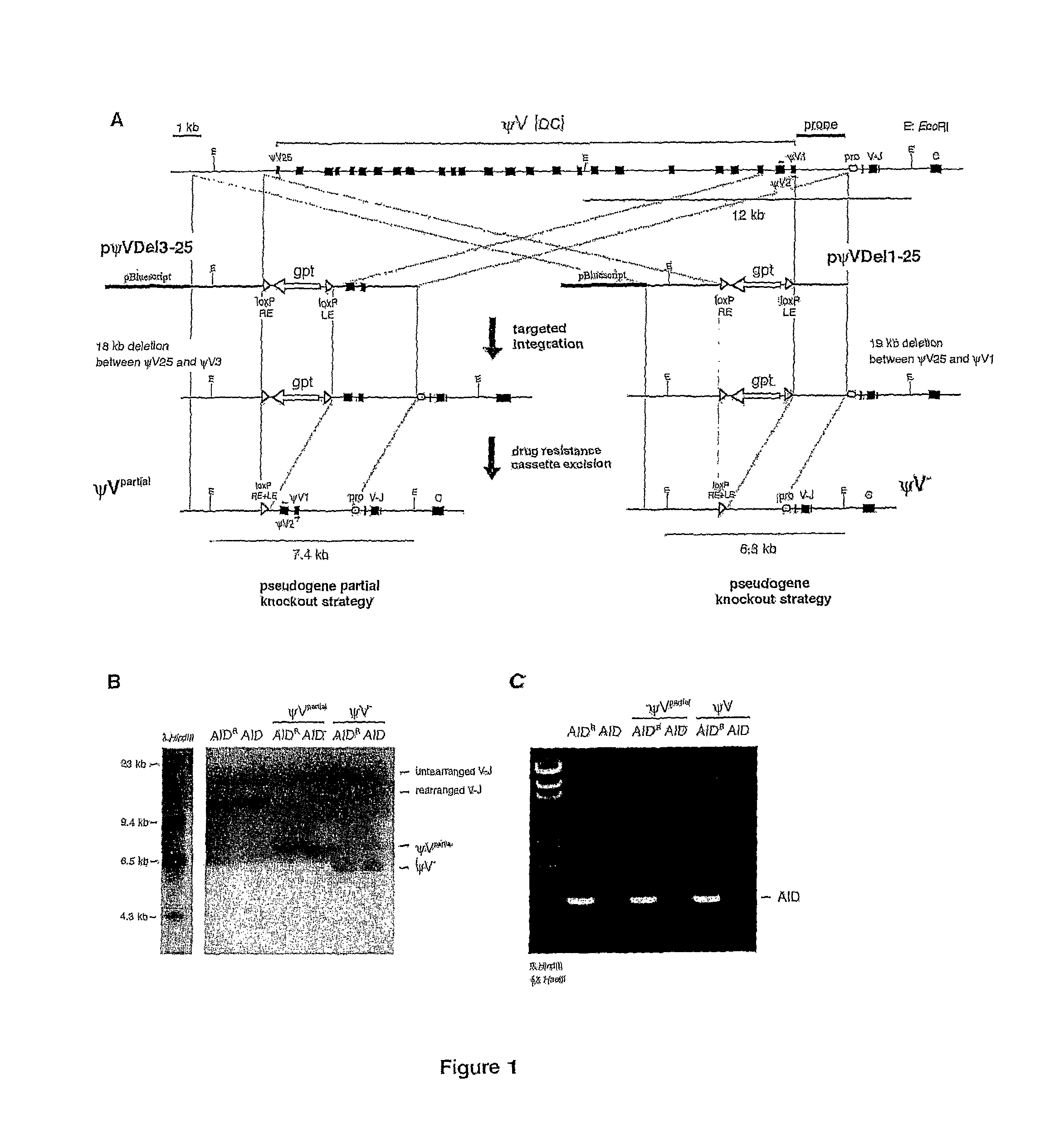 Methods for genetic diversification in gene conversion active cells