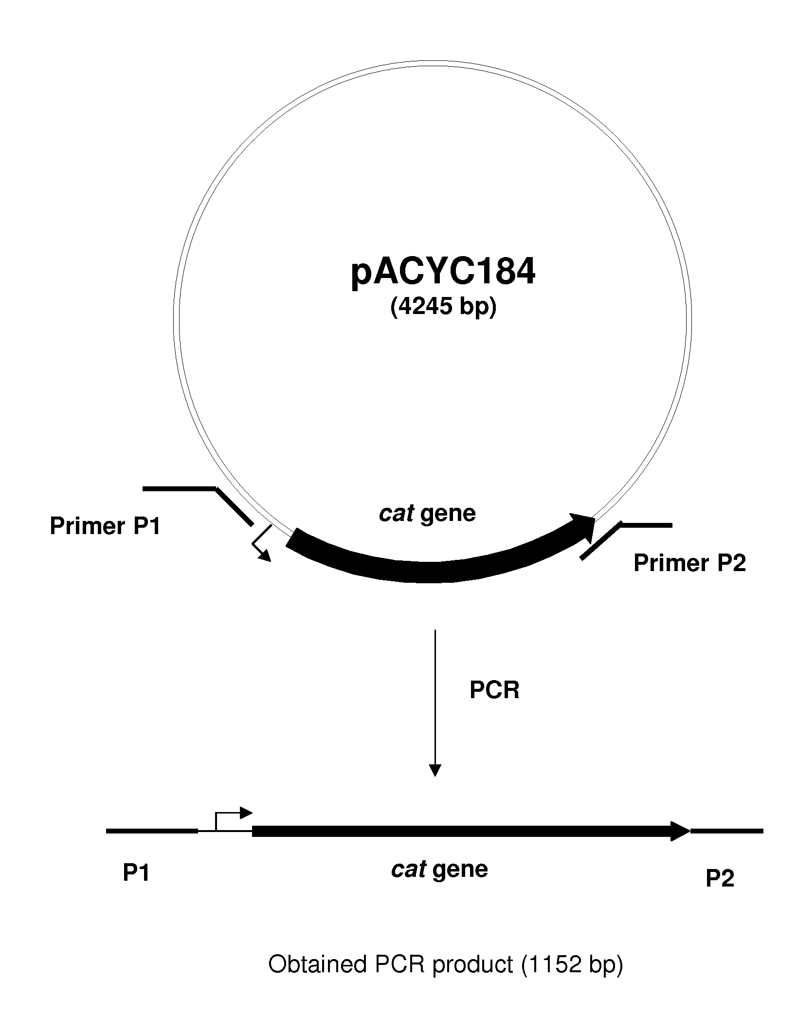 METHOD FOR PRODUCING AN L-AMINO ACID USING A BACTERIUM OF THE ENTEROBACTERIACEAE FAMILY WITH ATTENUATED EXPRESSION OF THE rspAB OPERON