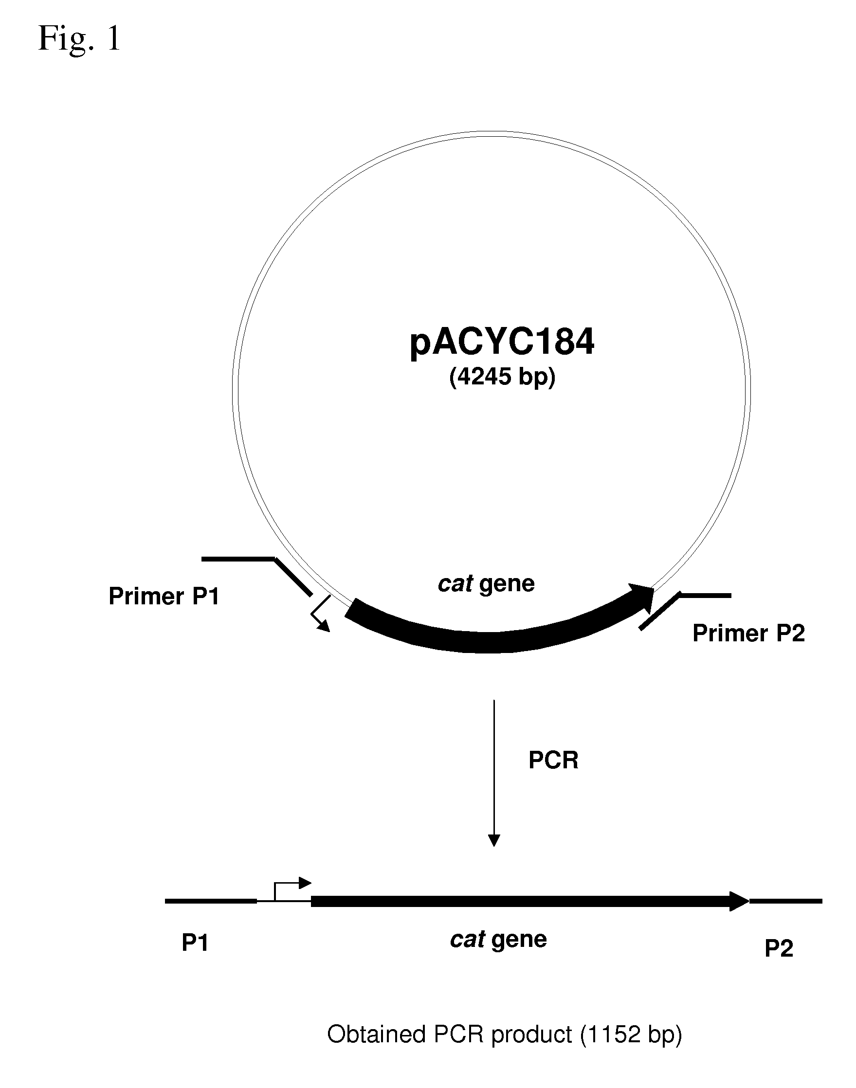 METHOD FOR PRODUCING AN L-AMINO ACID USING A BACTERIUM OF THE ENTEROBACTERIACEAE FAMILY WITH ATTENUATED EXPRESSION OF THE rspAB OPERON