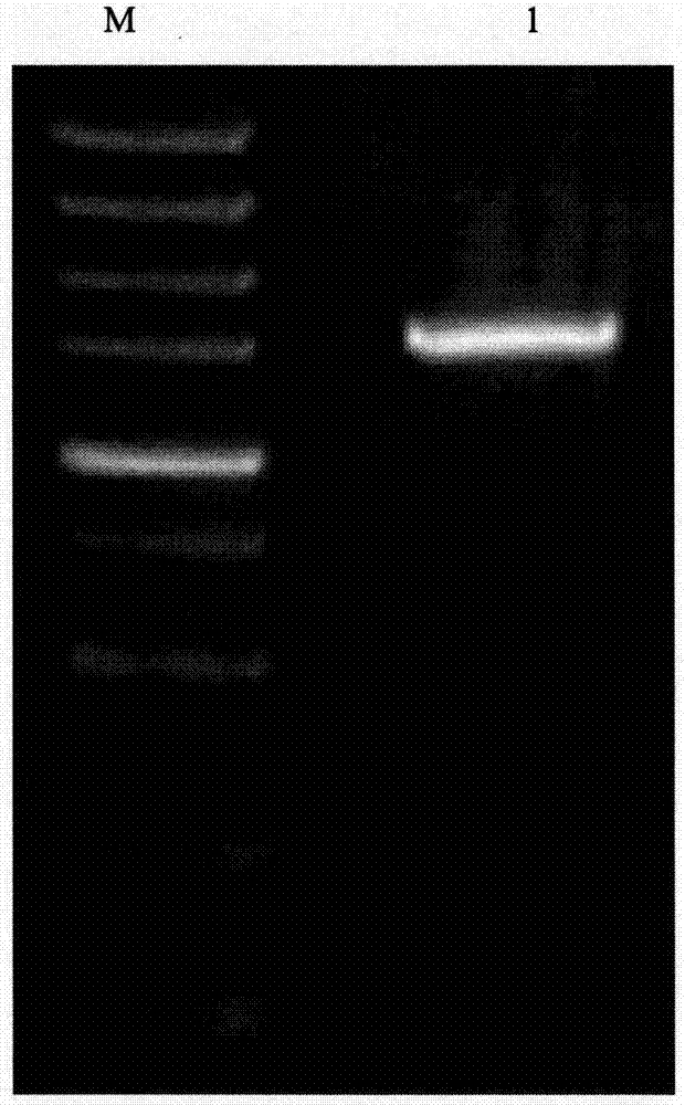 Cdna sequence of gene encoding terpene synthase gl-ts1 and its application