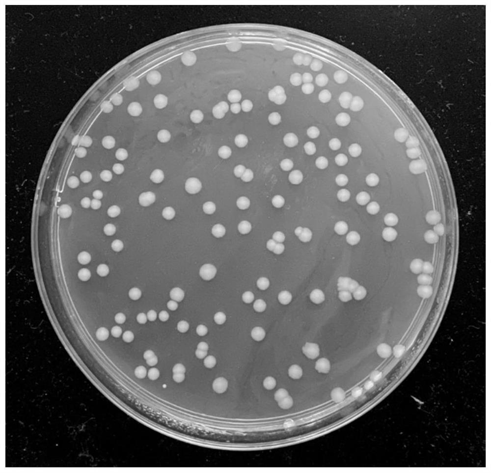 Acinetobacter strain and application thereof