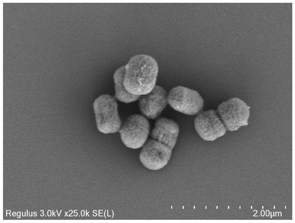 Acinetobacter strain and application thereof