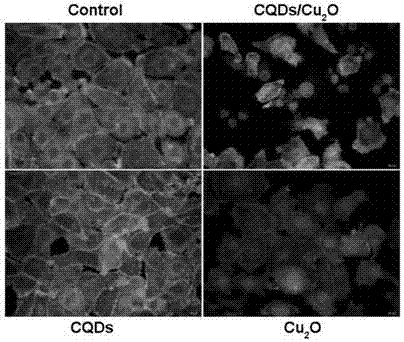 Application of carbon quantum dots/cuprous oxide (CQDs/Cu2O) compound to preparation of cancer treating medicines