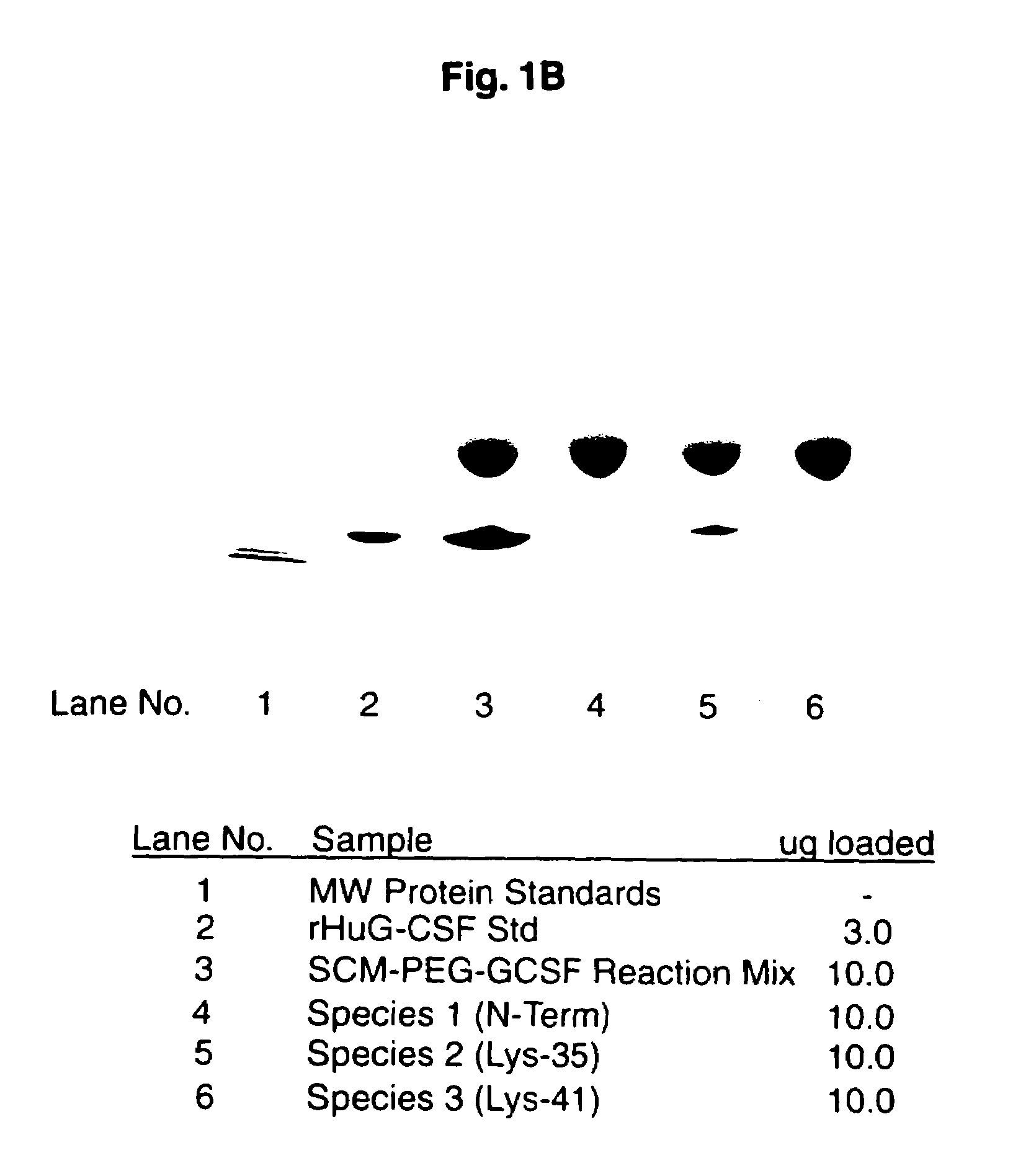 N-terminally chemically modified protein compositions and methods