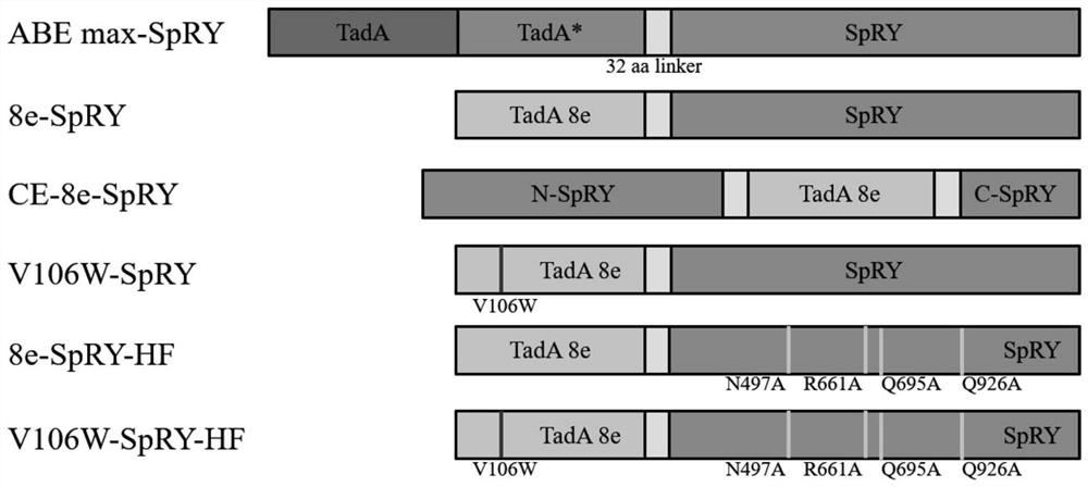 Adenine base editor fusion protein without PAM limitation and application