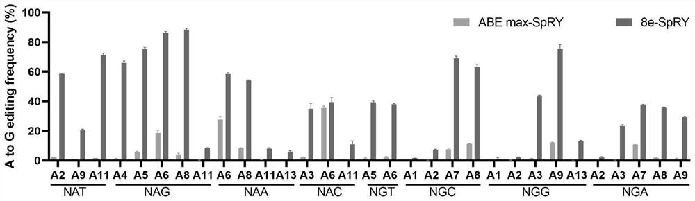 Adenine base editor fusion protein without PAM limitation and application