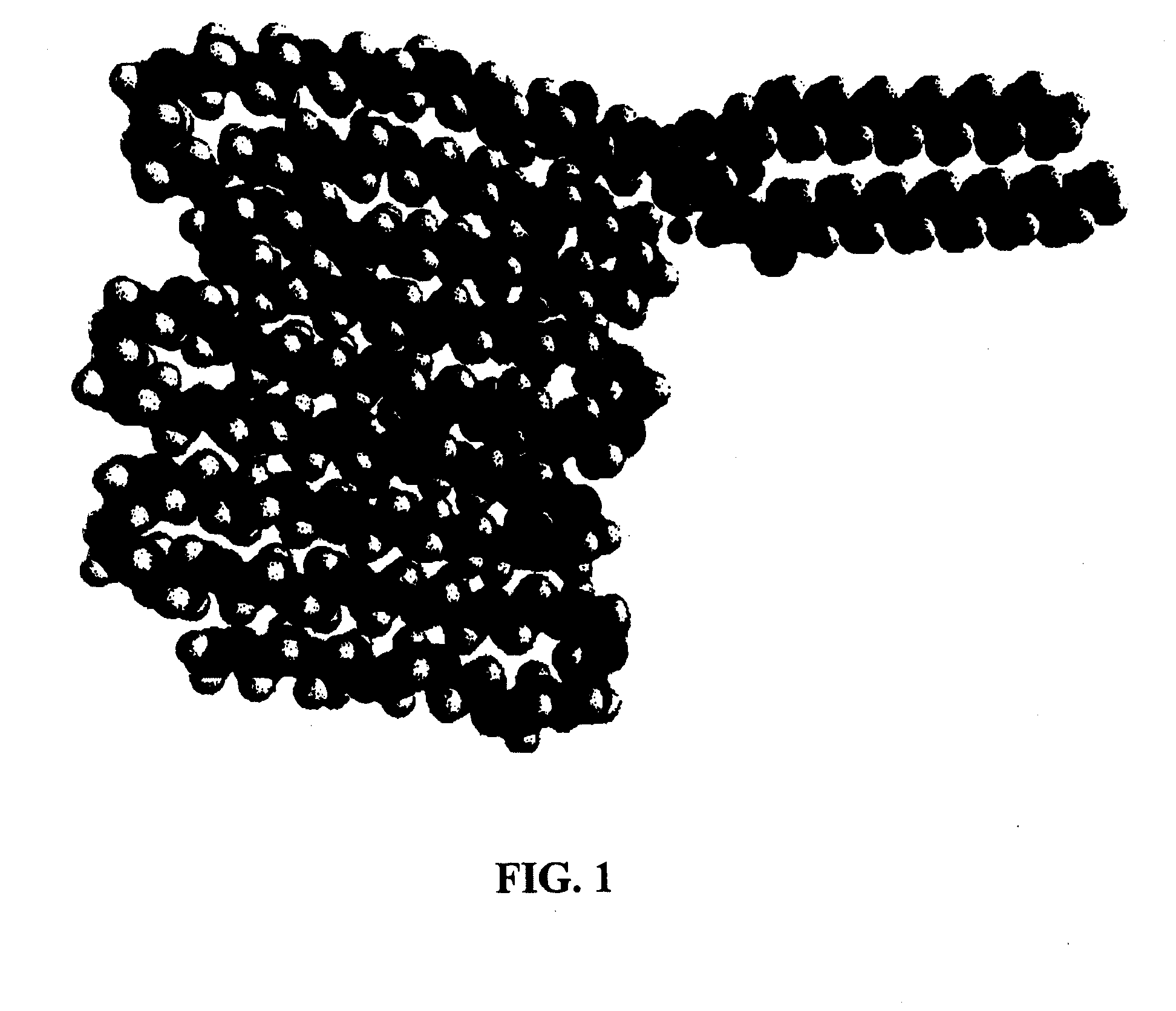 Rgd peptide attached to bioabsorbable stents