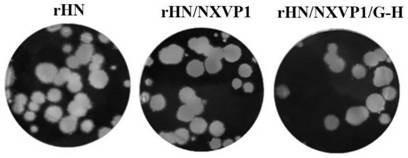 Antigen spectrum expanded O-type foot and mouth disease virus strain as well as construction method and application thereof