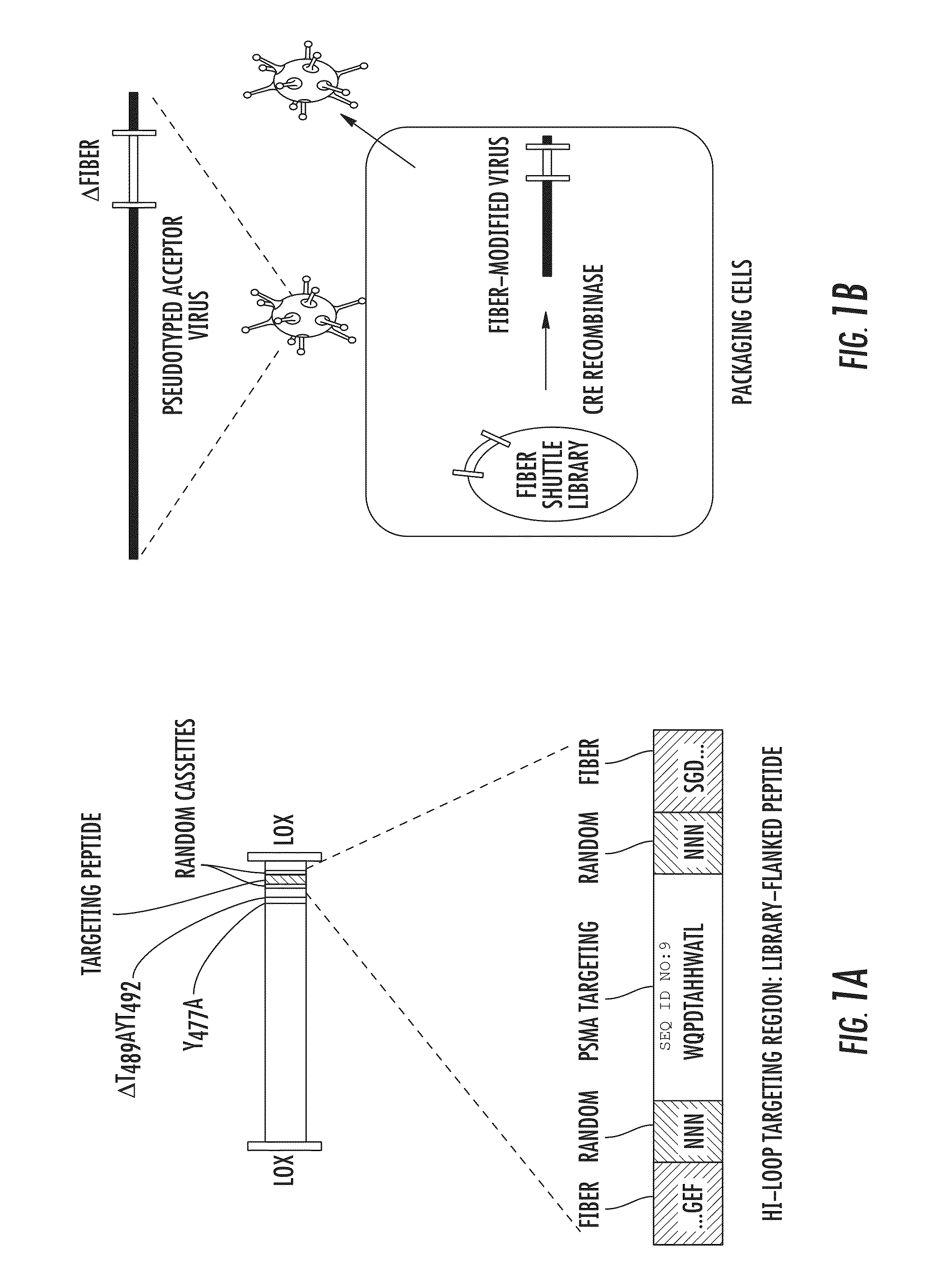 Compositions and methods for retargeting virus constructs