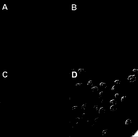 Chemical modification method capable of improving producing ability of reactive oxygen species (ROS) of rheum emodin