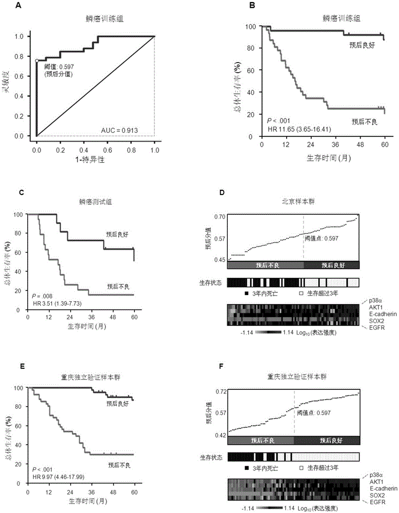 System for predicting prognosis of patient with lung squamous cell carcinoma