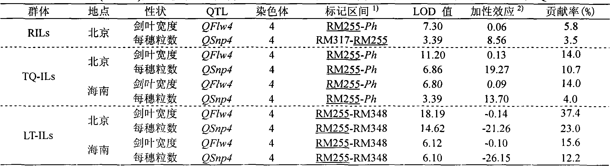 Closely interlocked molecular mark of rice new gene source-sink 1 (SS1)