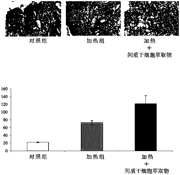 Mesenchymal stem cell extract and its use