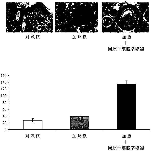 Mesenchymal stem cell extract and its use