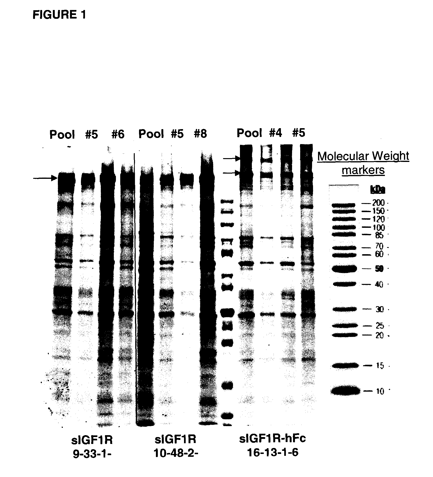 SOLUBLE IGF RECEPTOR Fc FUSION PROTEINS AND USES THEREOF