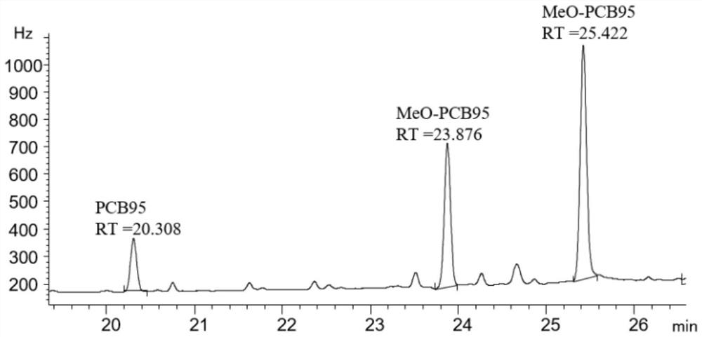 Method for analyzing metabolic behaviors of PCB95 and metabolites thereof in chicken liver microsomes