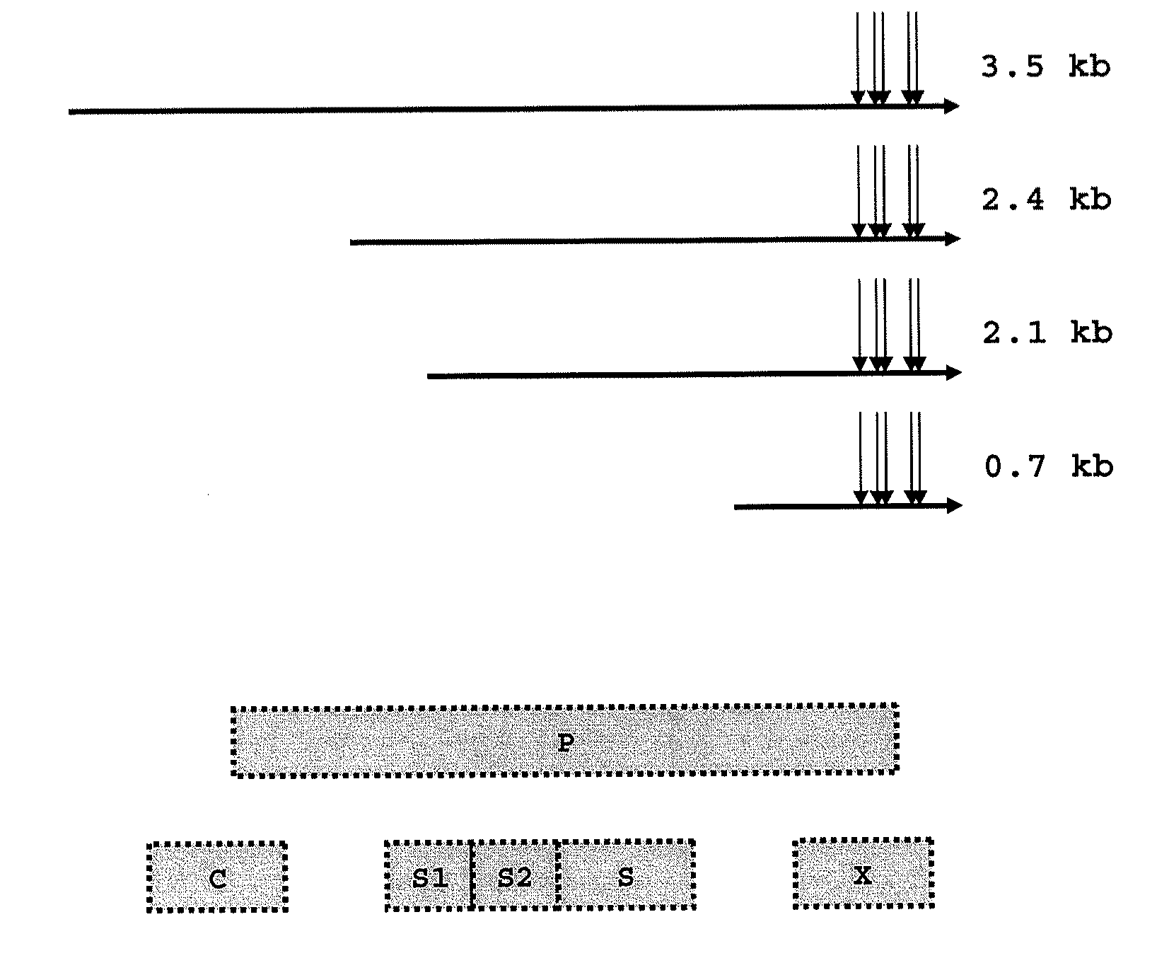 Small interfering RNA and pharmaceutical composition for treatment of hepatitis b comprising the same