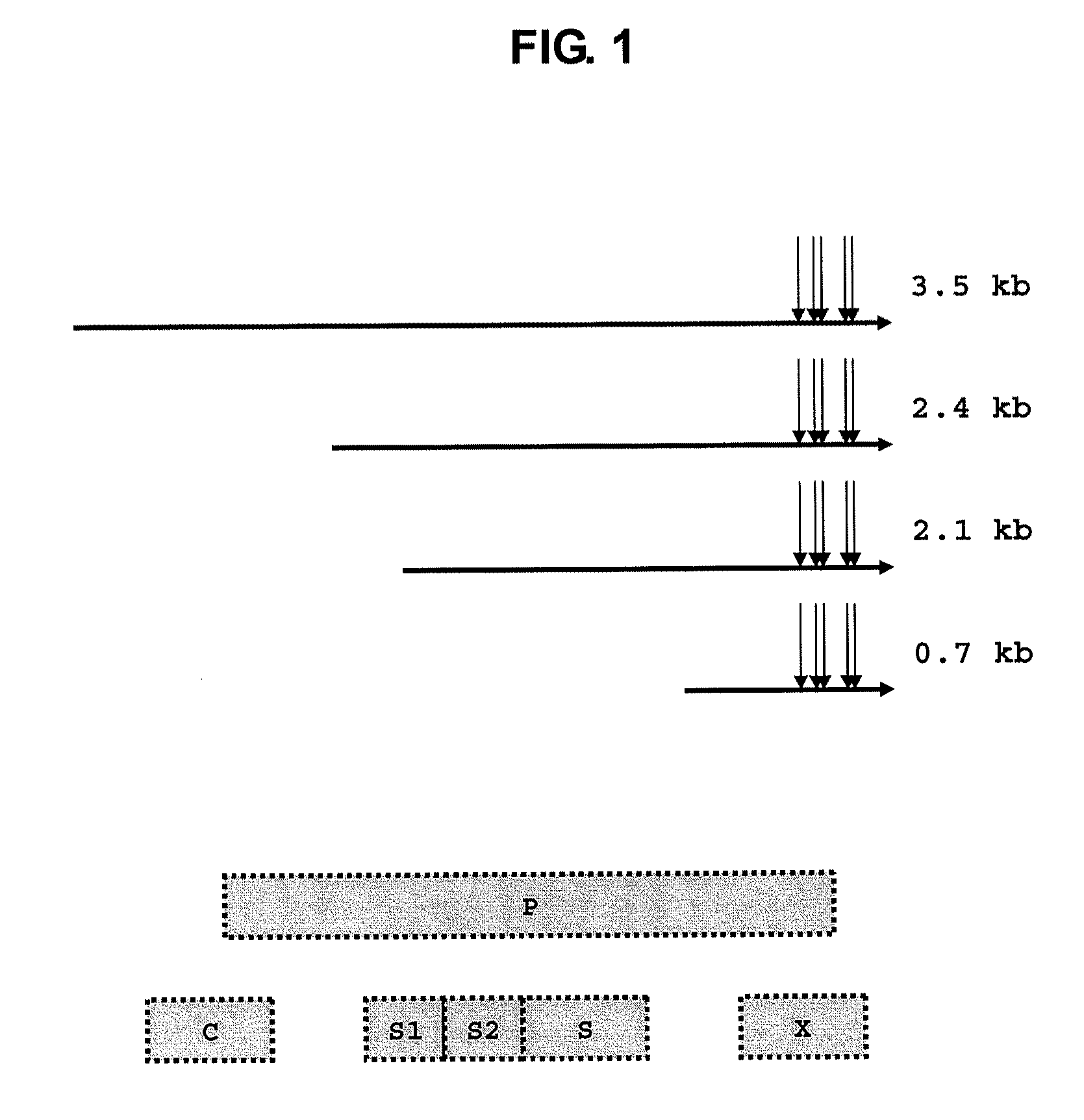 Small interfering RNA and pharmaceutical composition for treatment of hepatitis b comprising the same