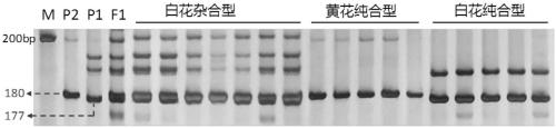 Molecular marker closely related to rape flower color traits and application of molecular marker