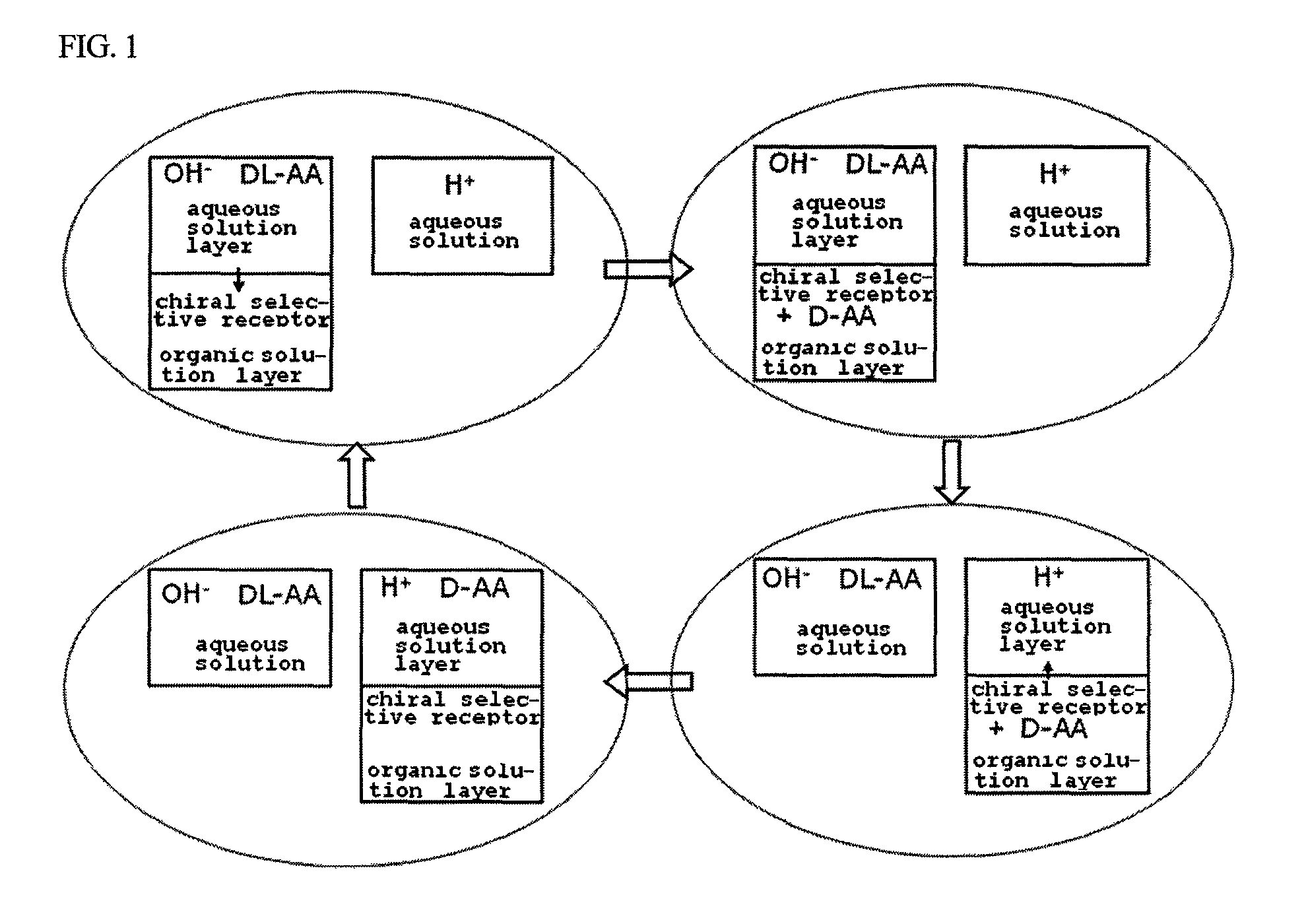 Method for obtaining optically pure amino acids