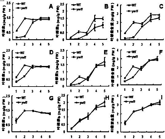 Protein for regulation and control of leaf color at low temperature and its gene and application