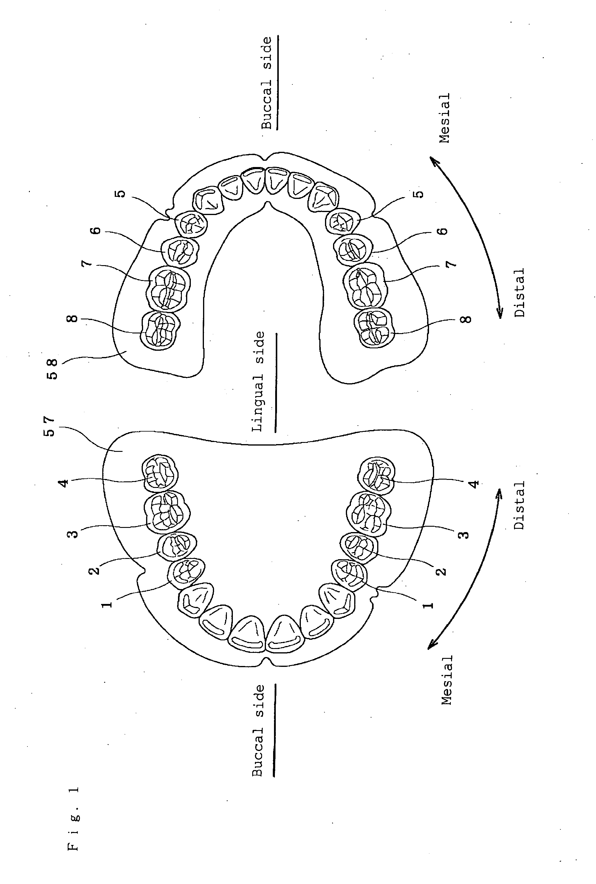 Artificial teeth