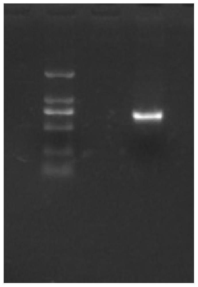 Soybean borer lgpgrp-lb gene and its application