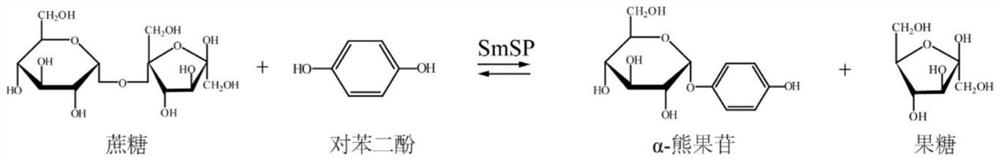 Genetic engineering strain for synthesizing alpha-arbutin as well as construction method and application of genetic engineering strain