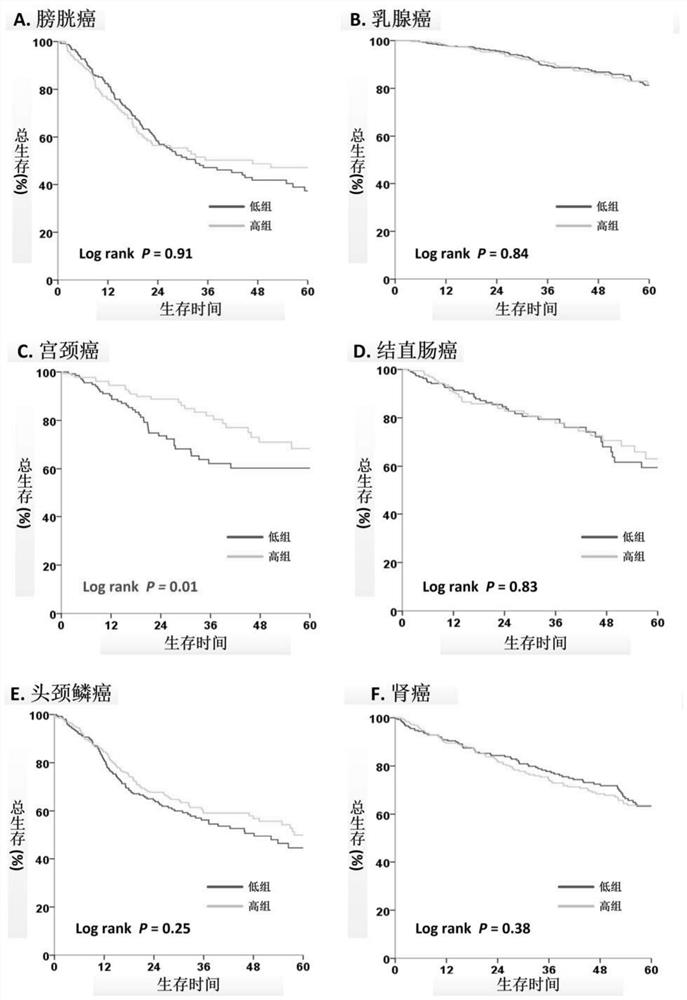 Application of ASMT/CYP1A1 molecular signature in predicting clinical prognosis or immune characteristics of solid tumors