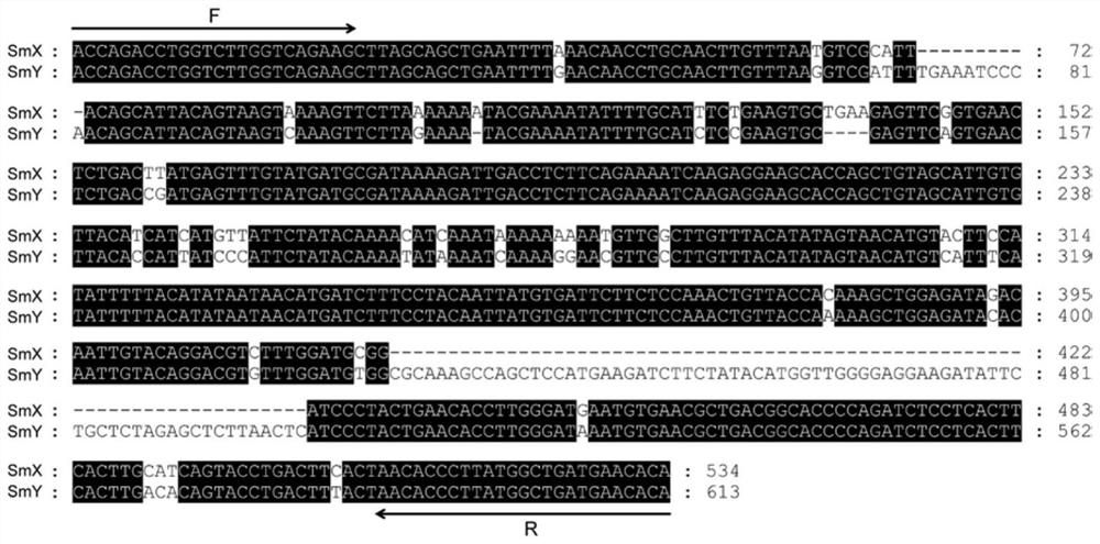 Southern catfish sex chromosome-specific molecular markers and genetic sex identification method based on the molecular markers and parthenogenesis method