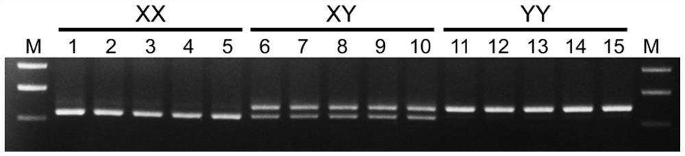 Southern catfish sex chromosome-specific molecular markers and genetic sex identification method based on the molecular markers and parthenogenesis method